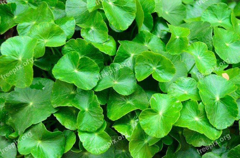 Pennywort Green Background Rise Up Leaf