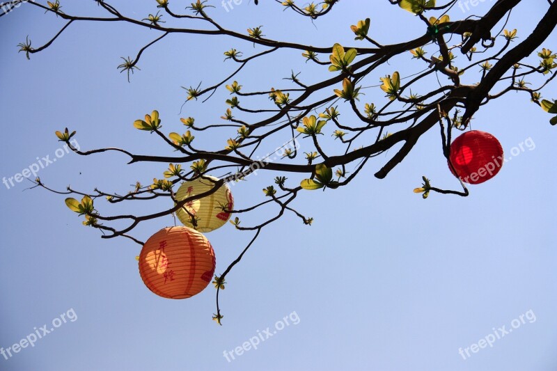 Lobular Terminalia Chun Jie Christmas 燈 Long Trees