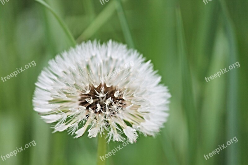 Dandelion Wet Drop Of Water Nature Rain