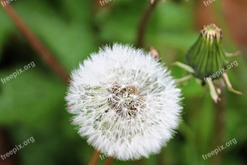 Dandelion Wet Drop Of Water Nature Rain