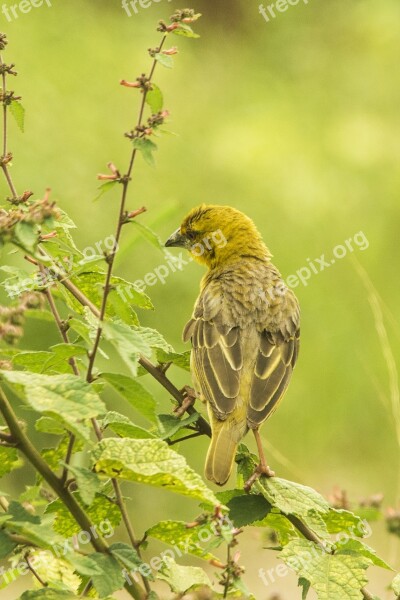 Nesting African Birds Nature Animal Free Photos