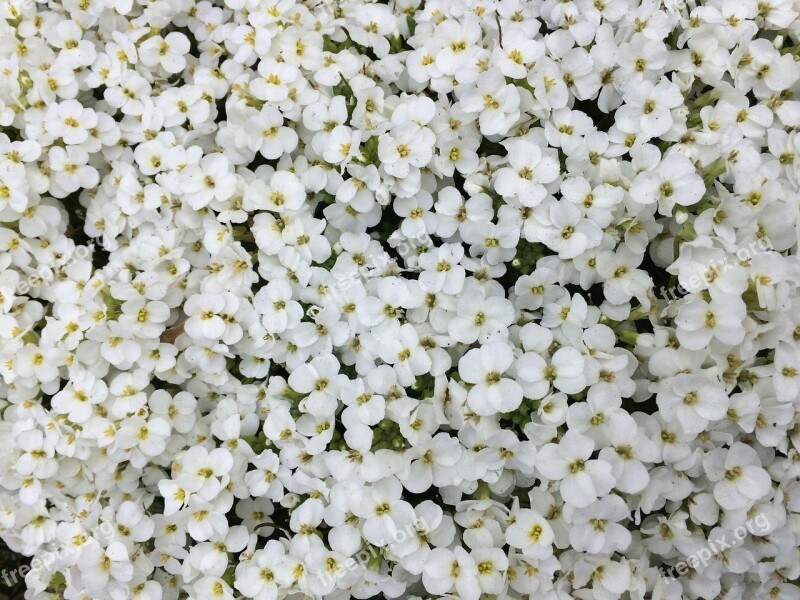 White Flowers Sea Of Flowers Flowers Spiraea Flower Fullness