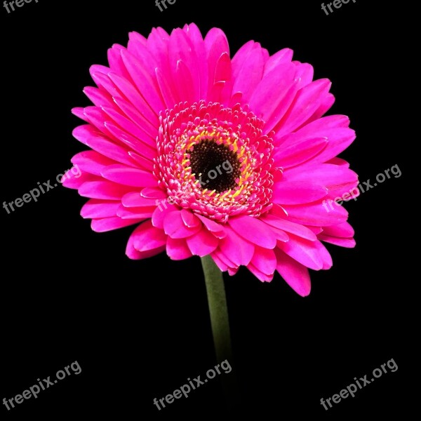 Gerbera Pink Daisy Macro Blossom