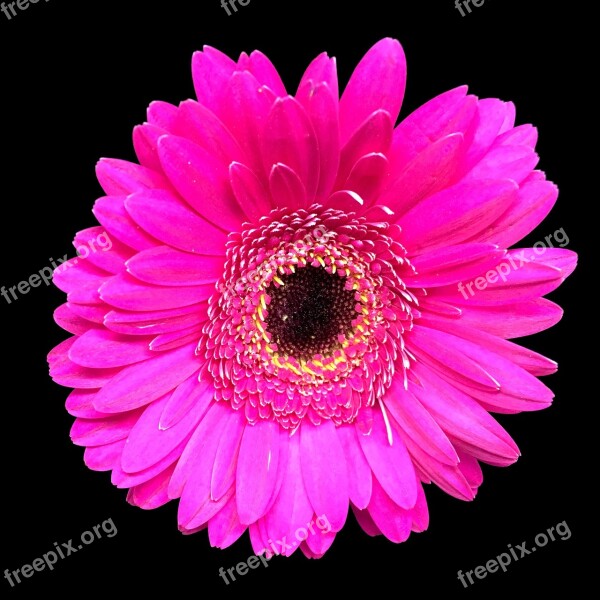 Gerbera Flower Pink Cerise Daisy