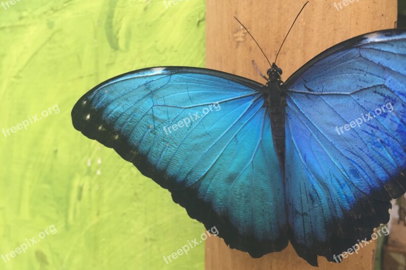 Butterfly Close Up Ecuador Jungle Free Photos