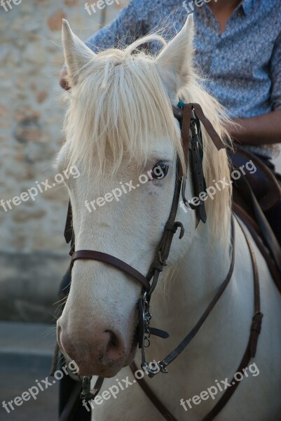 Jumper Horse Camargue Feria Free Photos