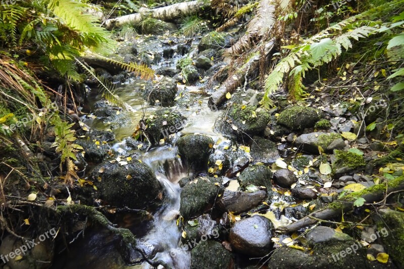 Water Courses Running Water Brook Stones Forest