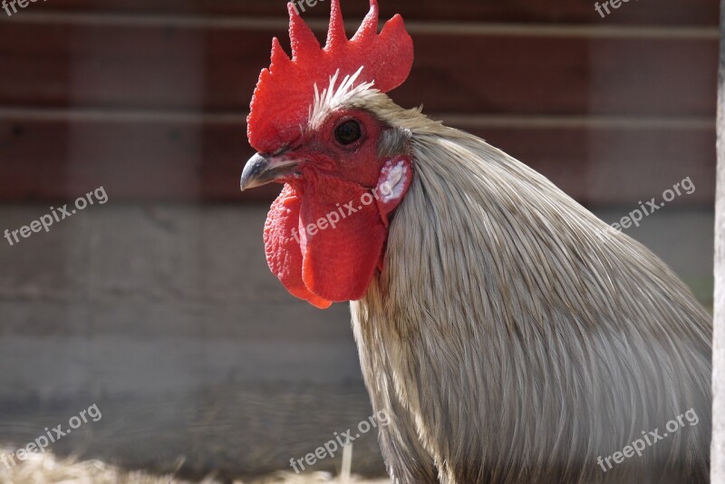 Rooster Fenced Animals Bird Mohawk Hairstyle