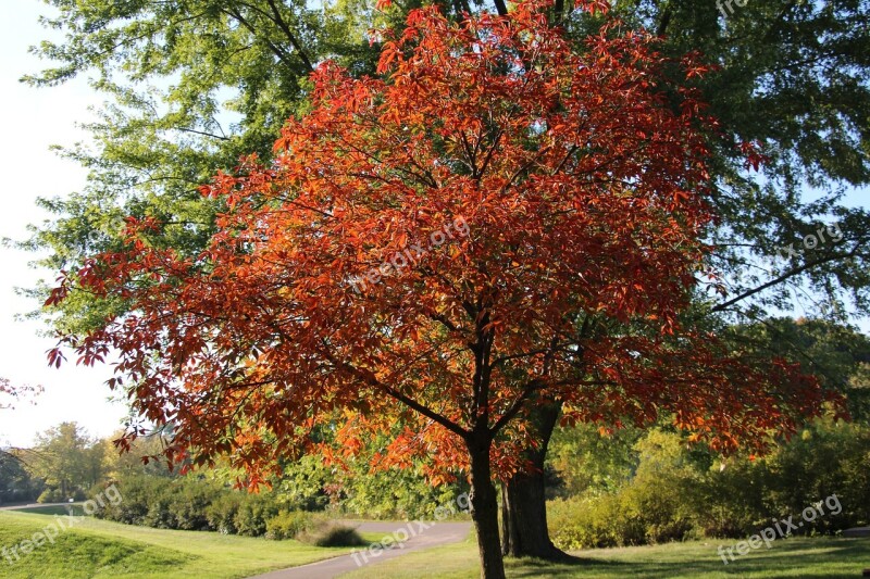 Tree Autumn Leaves Fall Colors Nature Orange