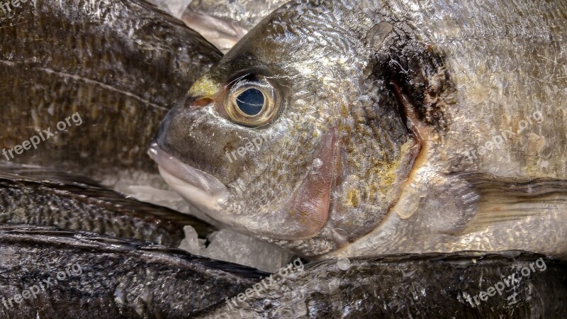 Bream Fish Fishing Fish Shop Free Photos