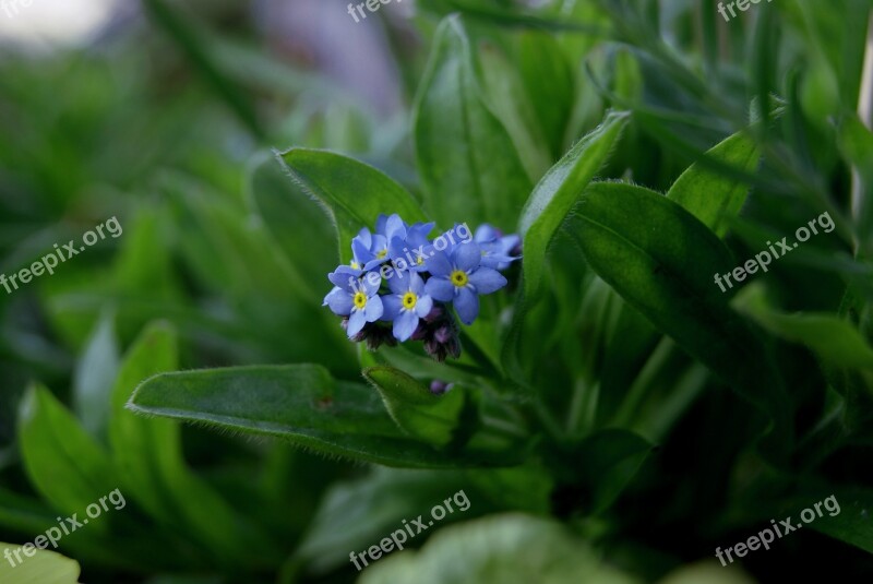 Flower Blue Foliage Plant Spring