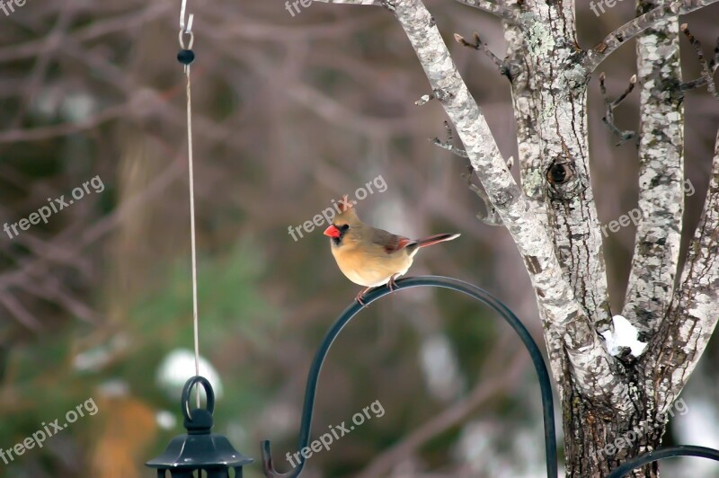 Female Cardinal Female Bird Female Tree Redbird