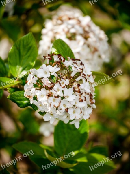 Ball Flower Bush Blossom Bloom White