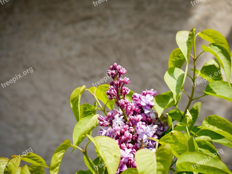 Lilac Background Spring Purple Violet