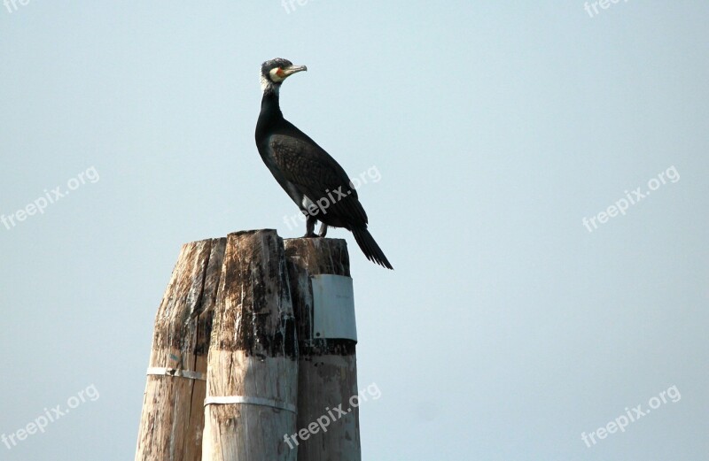 Great Cormorant Mooring Sea Venice Lagoon