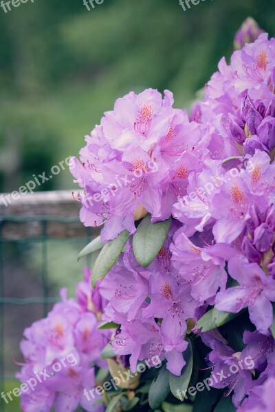 Rhododendrons Plant Flower Garden Garden Plant Ornamental Plant