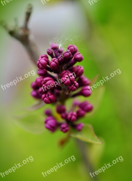 Lilac Lilac Buds Purple Blossom Bloom