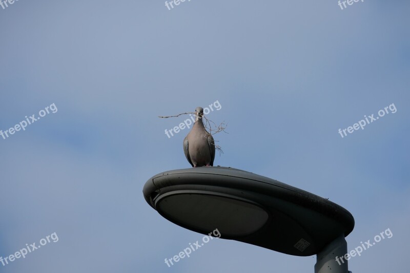 Dove Sit Bird Sky Blue