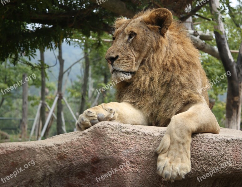 Lion Safari Stern Serious Strict