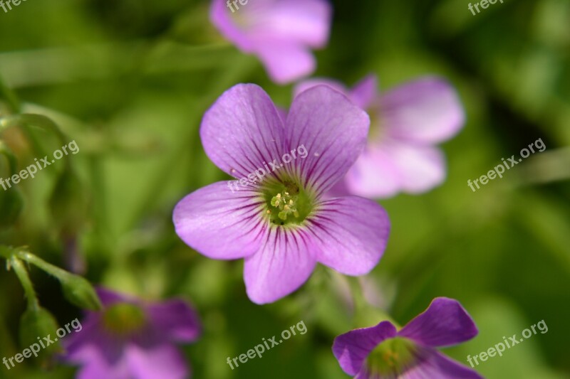 Flowers And Plants Summer Clover Free Photos