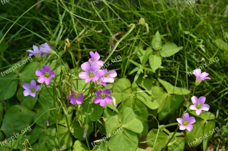 Flowers And Plants Clover Summer Free Photos