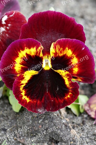 Pansy Raspberry Red Yellow Black