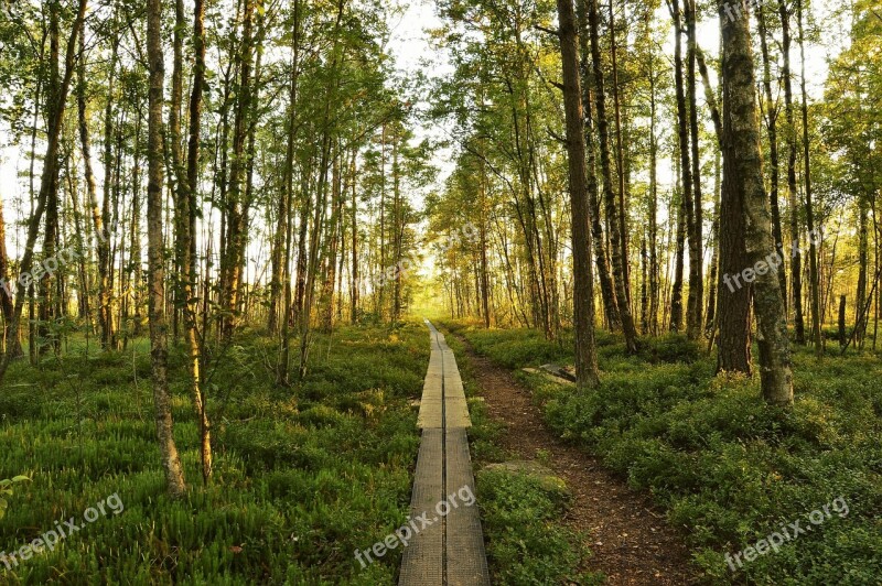 Forest Tree Summer National Park Sweden