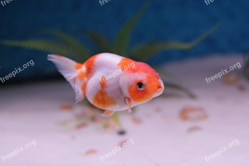 Goldfish Lion Head Aquarium Freshwater Domestic