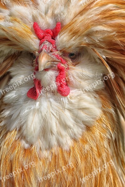 Bird Rooster Hdr Chicken Animal