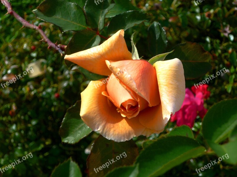 Flower Rose Orange Rose Free Photos