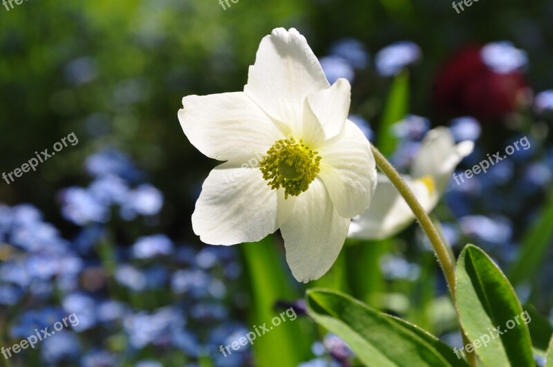 Windflower Anemone Spring Nature Spring Flower