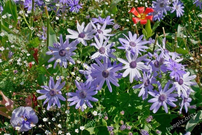 Spring Flowers Flowers Trough Flowers Marguerite Blue