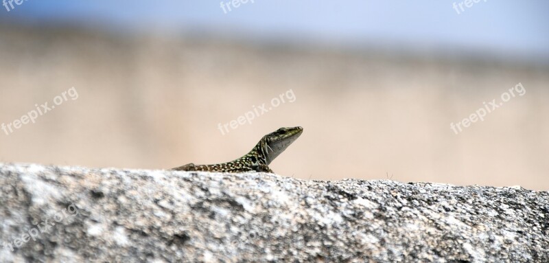 Lizard Wall Animal Nature Reptile