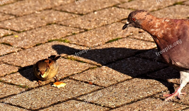 City Pigeon Sparrow Foraging Dove Bird