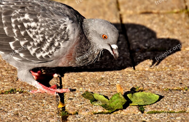 City Pigeon Foraging Dove Bird Feather