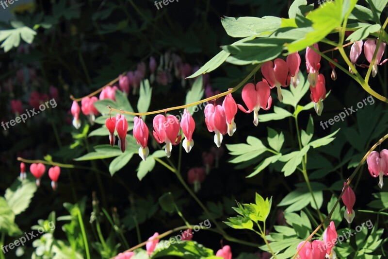 Bleeding Hearts Flower Pink Love Color