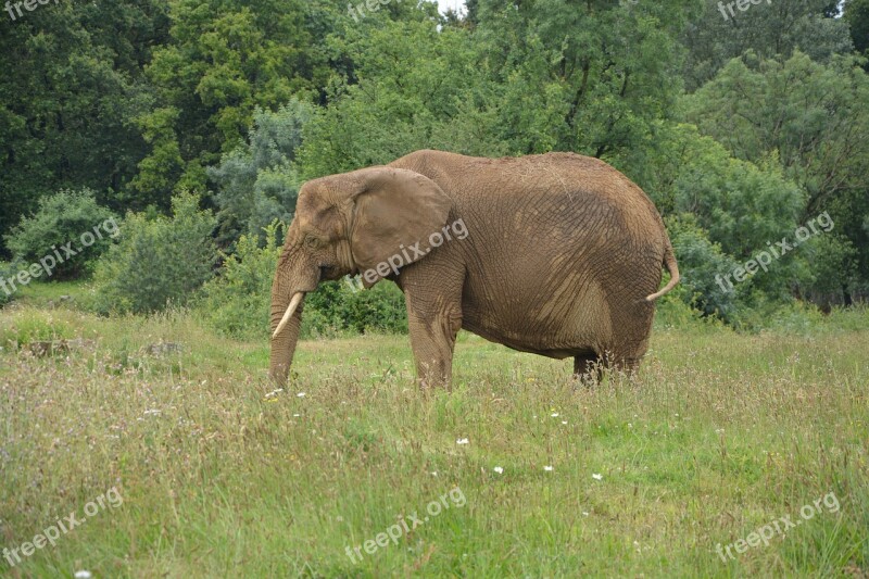 Elephant Asia Animal Reserve Safari