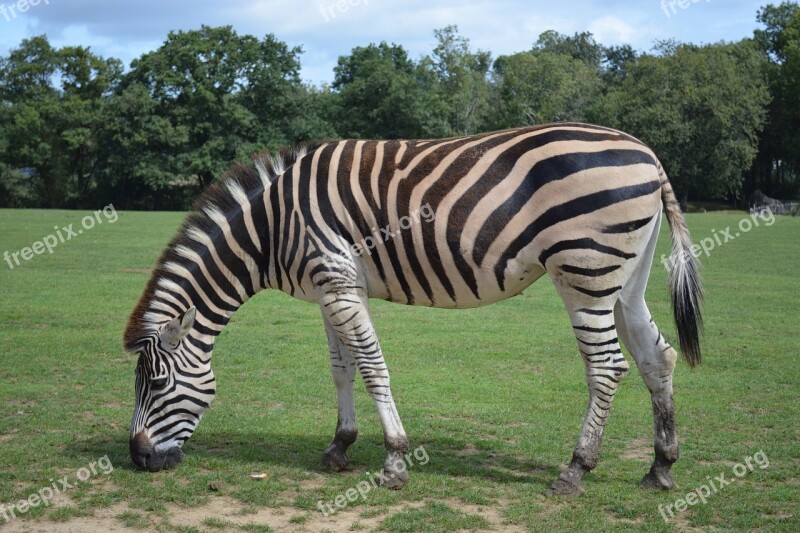 Zebra Stripes Animal Ruminant Savannah