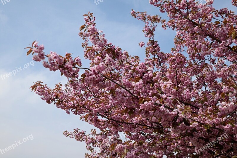 Flowering Branches Pink Flowers Flower Tree Ornamental Cherry Spring