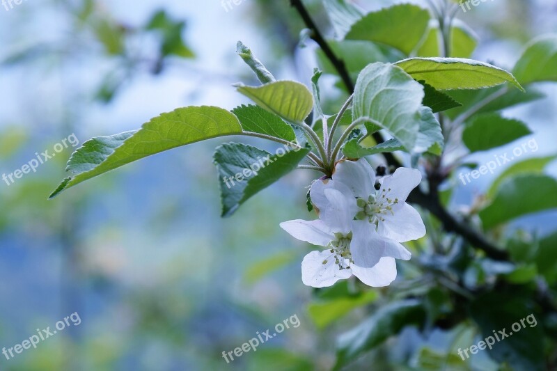 Apple Blossom Spring Blossom Earth Day Free Photos