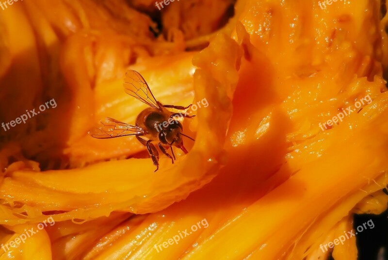 Honey Bee Bee Honey Jackfruit Fruit