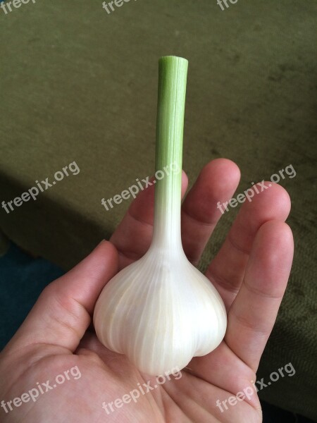 Garlic Bulb Fresh Organic Whole