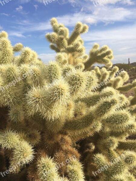 Cholla Teddybear Cactus Teddybear Desert Cactus