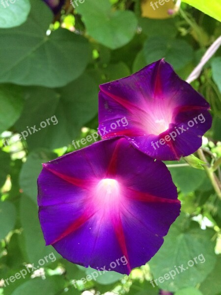 Morning Glory Purple Flower Flora Nature