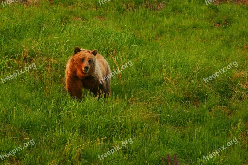 Grizzly Grizzly Bear Bear Free Photos