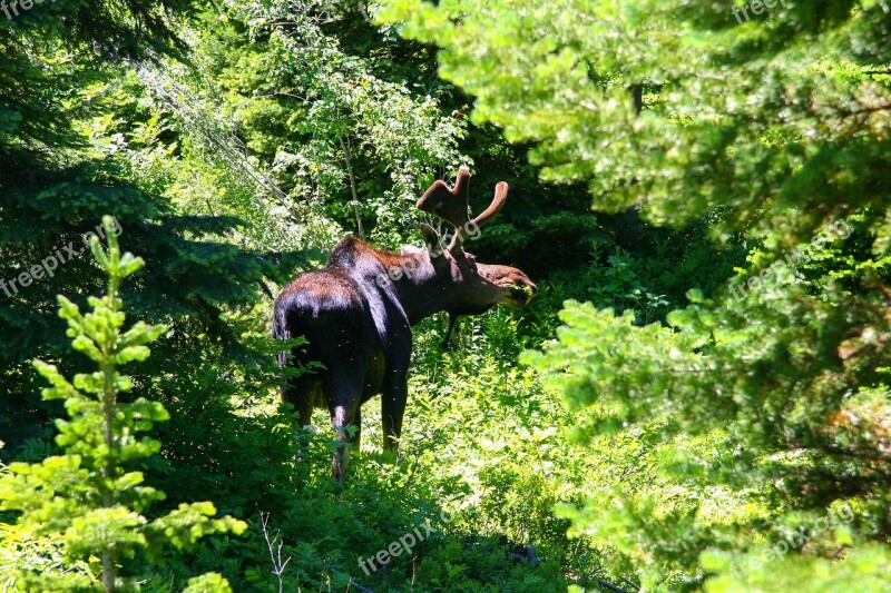 Grand Teton Moose Wyoming Free Photos