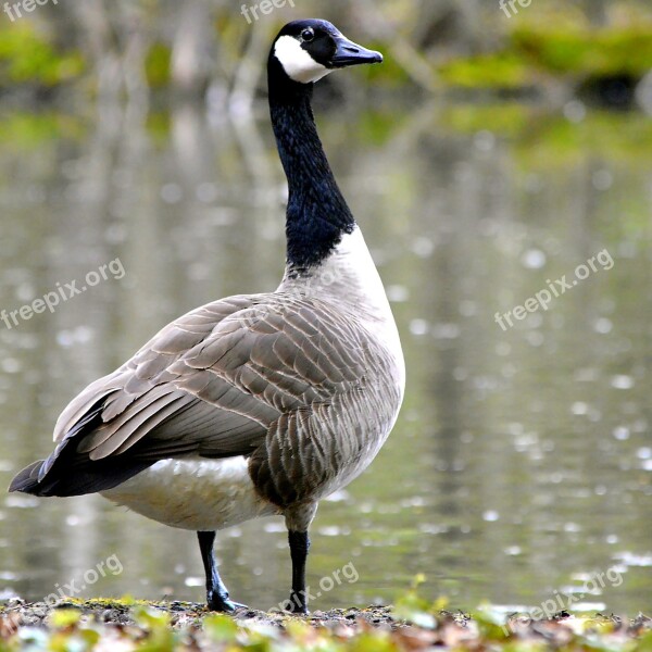 Canada Goose Water Bird Wild Goose Nature Bird