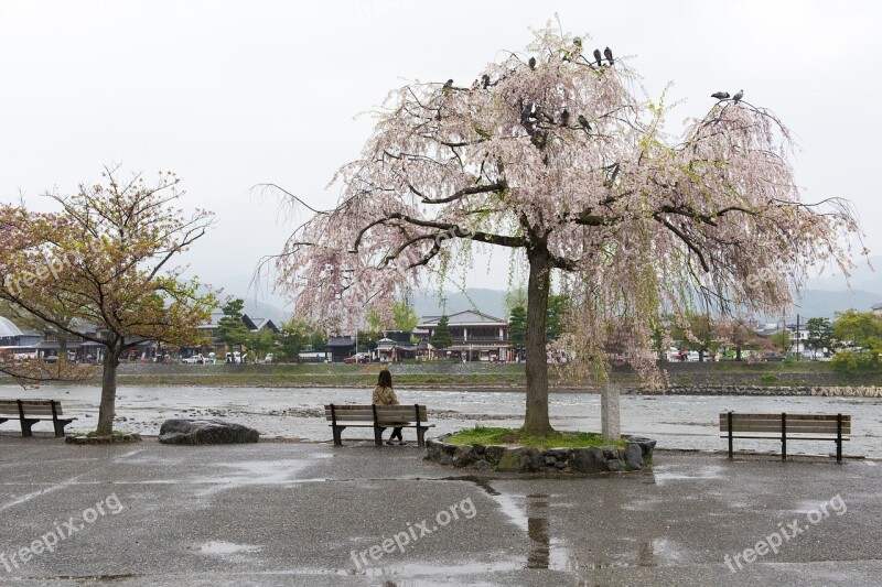 Sakura Cherry Blossom Lady Cherry Japan