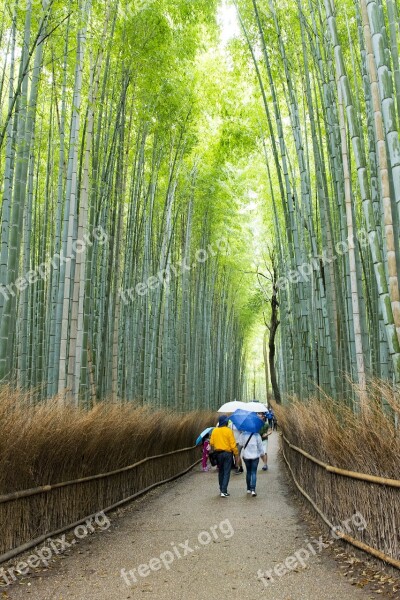 Arashiyama Bamboo Grove Bamboo Travel Destinations Japan Japanese