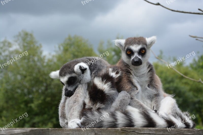 Lemur Primate Monkey Animal Wild